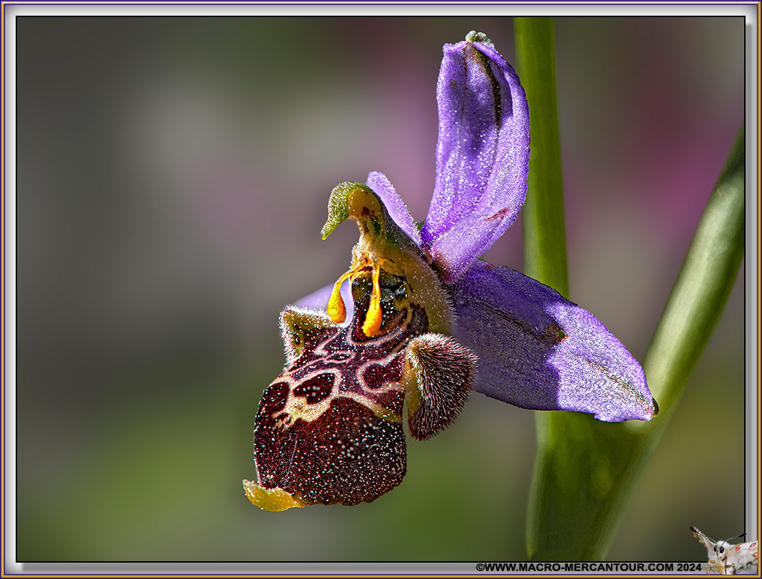 Ophrys Vetula Risso